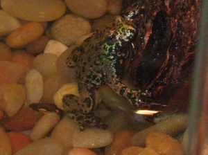 toad 1