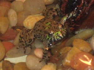 toad 2