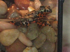 toad 2