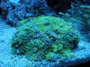 NiteGlow022010