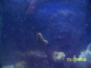 1st seahorse. Different pics
