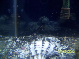 1st seahorse. Different pics