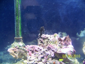 1st seahorse. Different pics