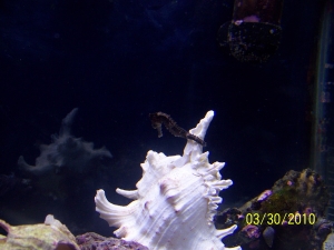 1st seahorse. Different pics