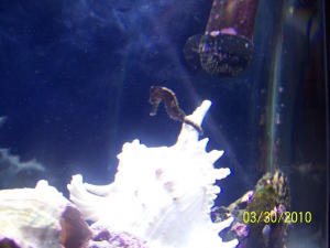 1st seahorse. Different pics