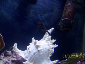 1st seahorse. Different pics