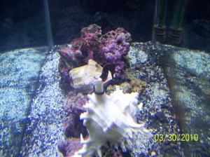 1st seahorse. Different pics