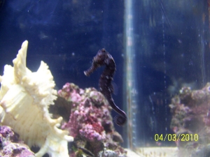 My 2nd seahorse. Different pics