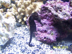 1st seahorse. Different pics
