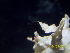 My 2nd seahorse. Different pics