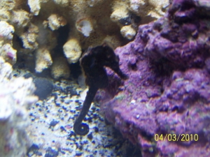 1st seahorse. Different pics