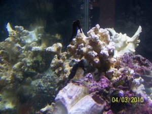 My 2 seahorses together