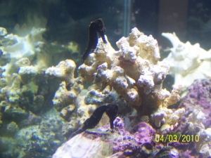 My 2 seahorses together
