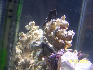 My 2 seahorses together