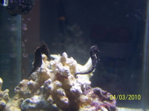 My 2 seahorses together
