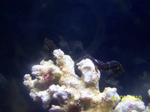 My 2 seahorses together