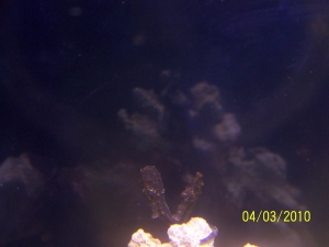 My 2 seahorses together