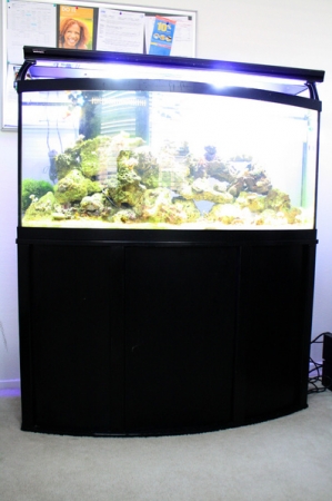 72 bow front reef tank