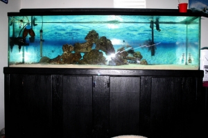 125 gal. Rays, shark, and eel