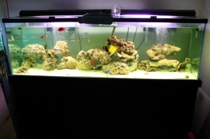 125 gal fish only