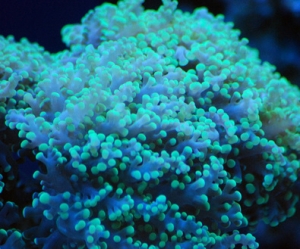 Frogspawn