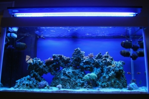 FTS AM