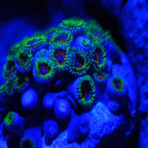 Eagle eye zoas under moon lights