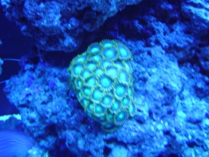 green zoas