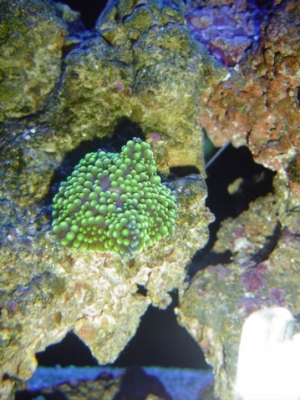 green florida ric