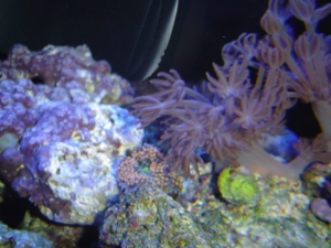 Xenia and tri color florida ric