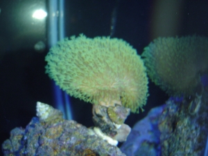 toadstool mushroom
