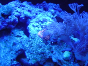 tri color ric under actinic