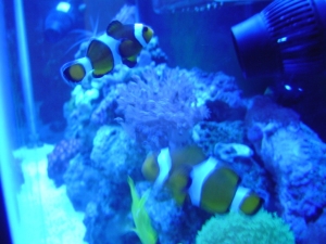 mated pair of clowns