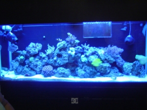 full tank shot