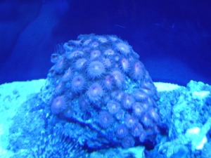 pink and purple zoas