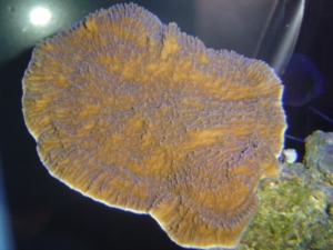 orange montipora