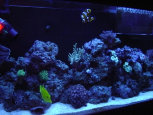 tank shot