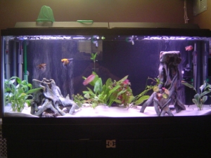 before it was a reef tank