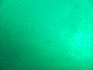 Bait Fish!!