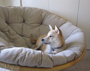 Pensive Toby