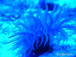 Anemone