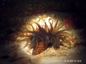 Anemone