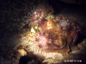 Anemone