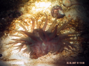 what kind of Anemone