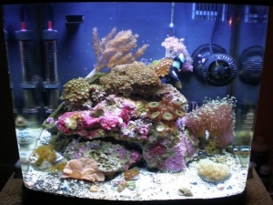 Newer aquascape