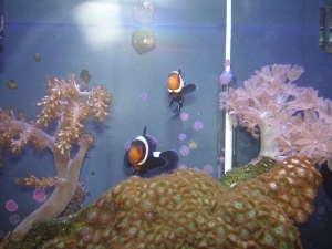 Clowns at feeding time