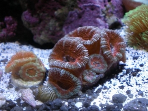 acanthastrea