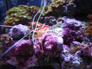 cleaner shrimp