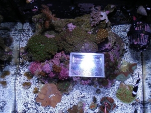 top view w/ new 150w JBJ K-2 Viper