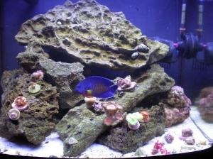 added some fish and corals